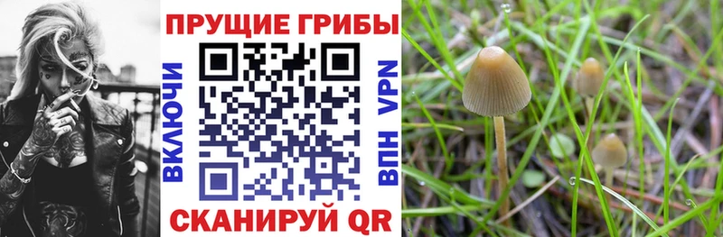 кракен маркетплейс  Навашино  Галлюциногенные грибы Psilocybine cubensis 